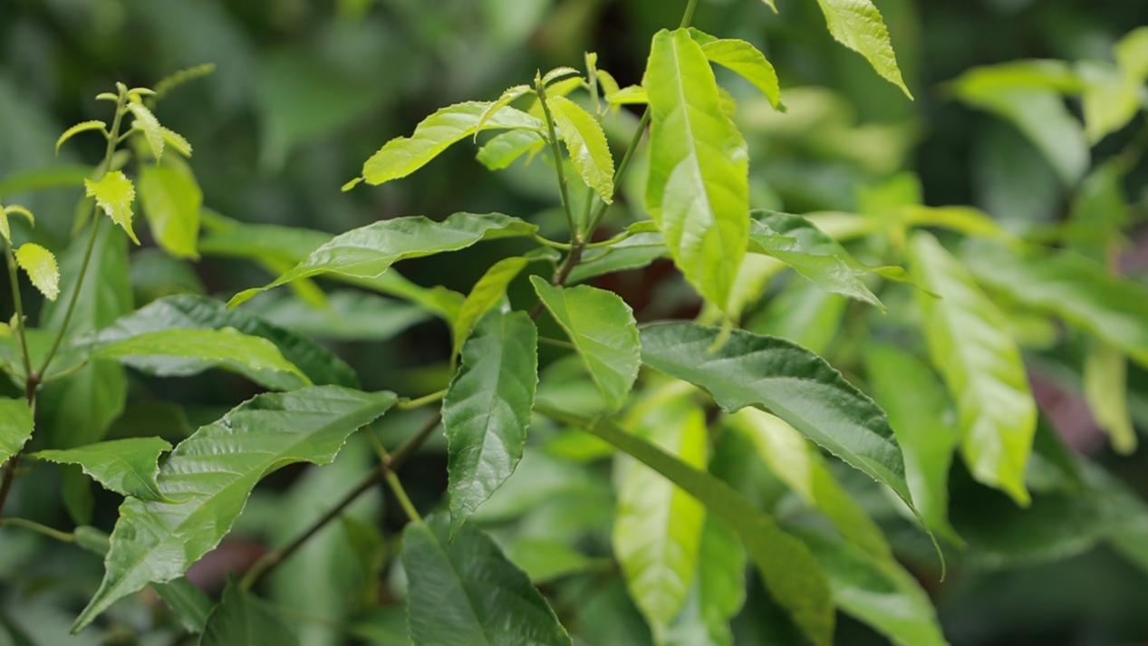 图片6.png 图片6.png